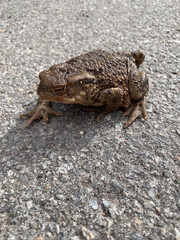An earthen toad on a paved path in a spring morning