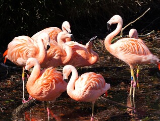 pink flamingo in the zoo