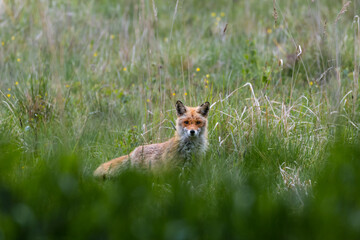 Lis rudy Vulpes vulpes na zielonej łące