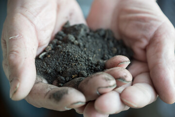  the hand of an elderly man holding a handful of earth in the palms close-up. Farmer with land in his hands. The farm worker takes care of the harvest and fertile soil. Selective focus
