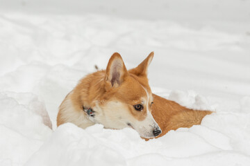 cute welsh corgi plays in snow