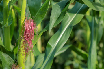 natural corn seedlings tassel photo