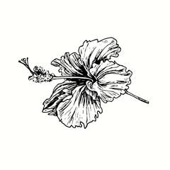 Hibiskus flower side view. Ink black and white doodle drawing in woodcut style. © Artinblackink