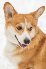 cute welsh corgi plays in snow
