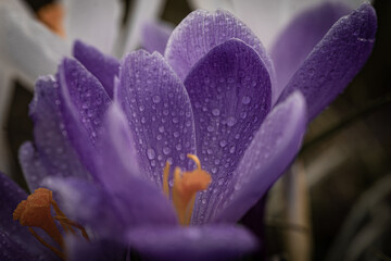 Macroaufnahme von einer Blume mit Wassertropfen nach einem Regenschauer im Frühling