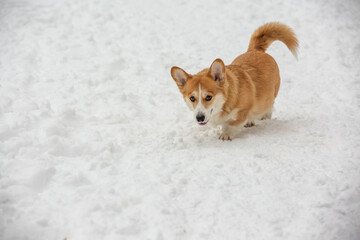 cute welsh corgi plays in snow
