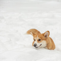 cute welsh corgi plays in snow