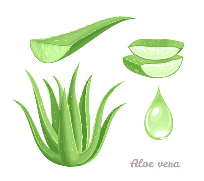 Aloe vera set. Medicinal plant, green leaves, slices and a drop of juice. Vector illustration in cartoon flat style.