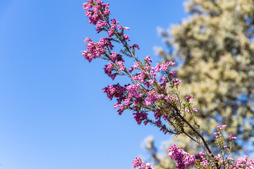 Erica Australis, Blonde heather bush covered with flowers. Erica australis, the Spanish heath or Spanish tree heath, is a species of flowering plant in the family Ericaceae - obrazy, fototapety, plakaty