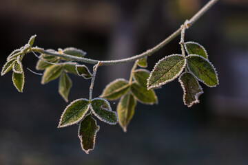 frost on a branch