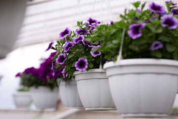 Plant care in modern smart greenhouse and flowers for sale, agriculture and botanical in smart orangery