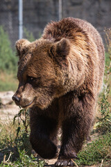 Obraz na płótnie Canvas bear in a zoo rehabilitation centre 