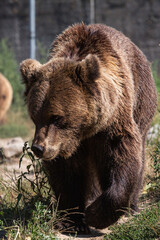 bear in a zoo rehabilitation centre 
