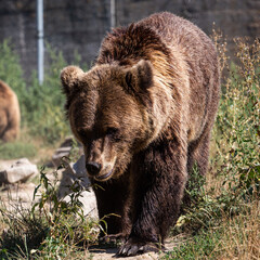 bear in a zoo rehabilitation centre 