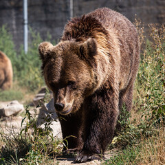Plakat bear in a zoo rehabilitation centre 