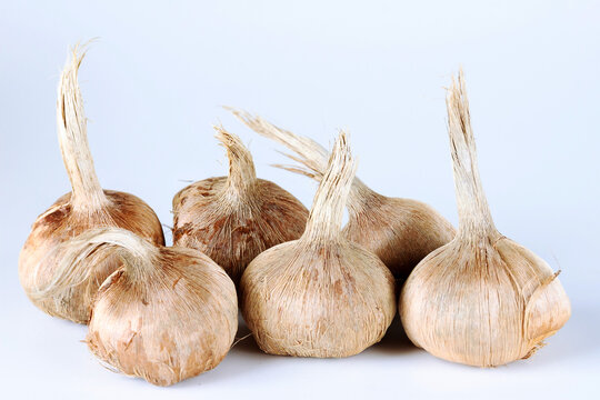 Crocus bulbs sativus on a white background. Bulbs for planting saffron, for getting the spice saffron.