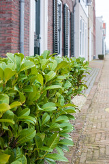 Evergreen shrub in the old street of a country town, on a winter day.