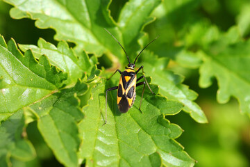 Plant bug on flower green leaf in nature. Mirid bug Capsodes infuscatus. Insect of Capsidae. Capsid bug or mirid bug. Macro