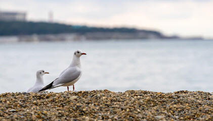 Seagull on the city sandy beach.