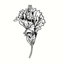 Hibiskus flower bud. Ink black and white doodle drawing in woodcut style. © Artinblackink
