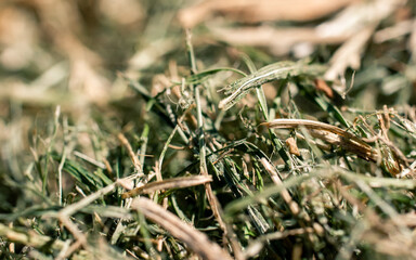 Dry grass
