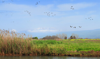 Migrating cranes. Pastoral landscape of Hula valley reserve with Hermon mountain in the background. Major stopover for birds migrating between Africa, Europe and Asia. North of Israel
