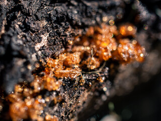 Closeup photo of orange sap in the garden