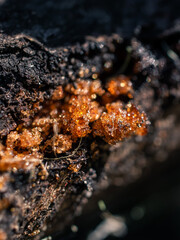 Closeup photo of orange sap in the garden