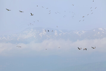 Migrating cranes. Bird flock flies in the sky over Hula valley reserve with Hermon mountain in the background. Major stopover for birds migrating between Africa, Europe and Asia. North of Israel