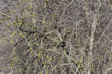 Unusual withered bush with bright yellow moss on branches in a city park in early spring