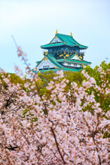 Naklejka premium 桜咲く春の大阪城(2021年4月)