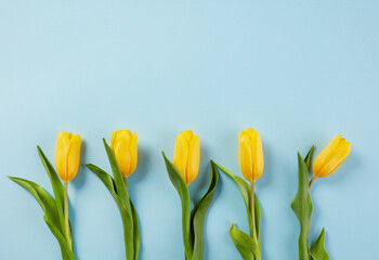 Spring yellow tulips