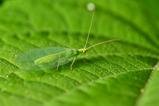 The common mayfly insect hides on a green leaf. Chrysopa megacephala on a green leaf. Photo of tiny insects living in the garden.