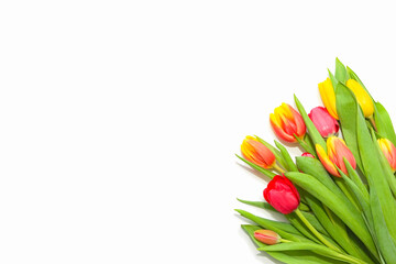 Colorful tulips peeking from the corner on white background. Elegant flower composition. Fresh spring concept. Side border from top view. Empty space for text. Copy space.