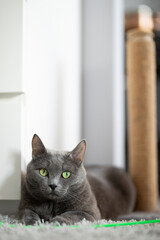 a gray fluffy cat lies on the carpet next to a green toy and a scratching post