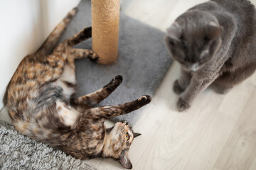 gray fluffy cat and tricolor cat play on the floor near the scratching post