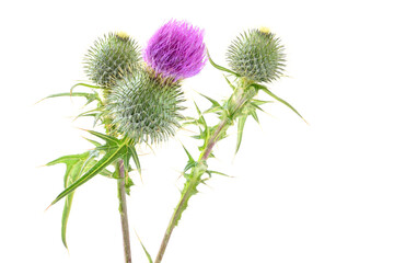 Thistle (Cirsium vulgare) isolated on white background 