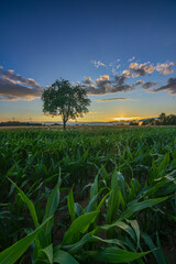 Maisfeld im Sonnenuntergang