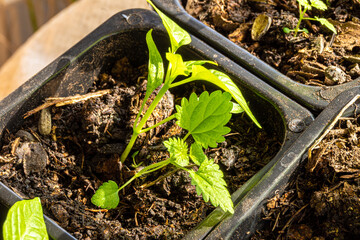 weed - nettles in a pot with seedlings