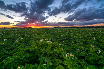 Kartoffelbl&uuml;ten im Sonnenuntergang