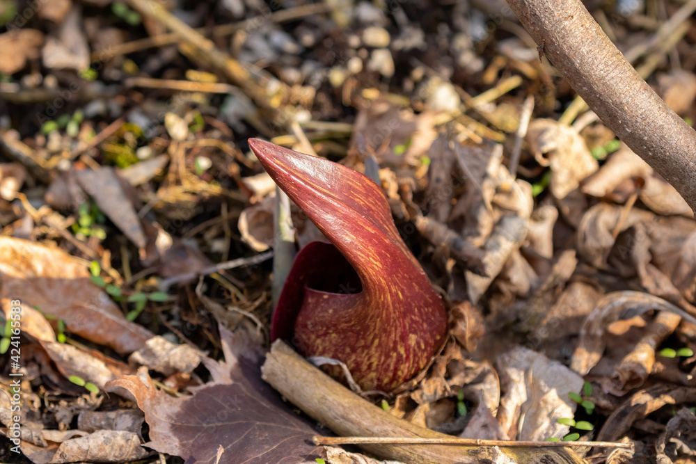 Wall mural Skunk cabbage (Symplocarpus foetidus)
is one of the first native  plants to grow and bloom in early spring in the Wisconsin.