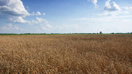Blue sky over a vast field of ripe wheat. Farm land. Picturesque area. Wheat cereal fields with blue sky on a sunny summer day before harvest.