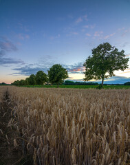 Getreidefeld im Sonnenuntergang
