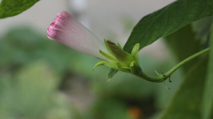 Fototapeta na wymiar natural pink argyreia flower photo