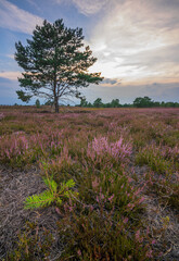 Heidelandschaft