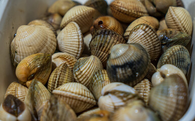 A lot of clams in a food market