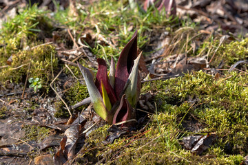 Skunk cabbage (Symplocarpus foetidus)
is one of the first native  plants to grow and bloom in early spring in the Wisconsin.