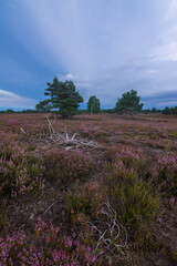 Heidelandschaft