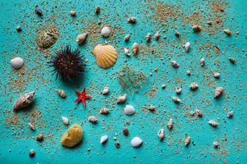 Sea Urchin,shells and sand on a blue background - 424165977