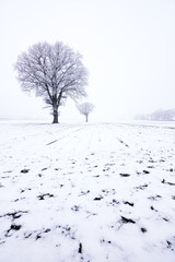 Fototapeta na wymiar Eiche im Schnee